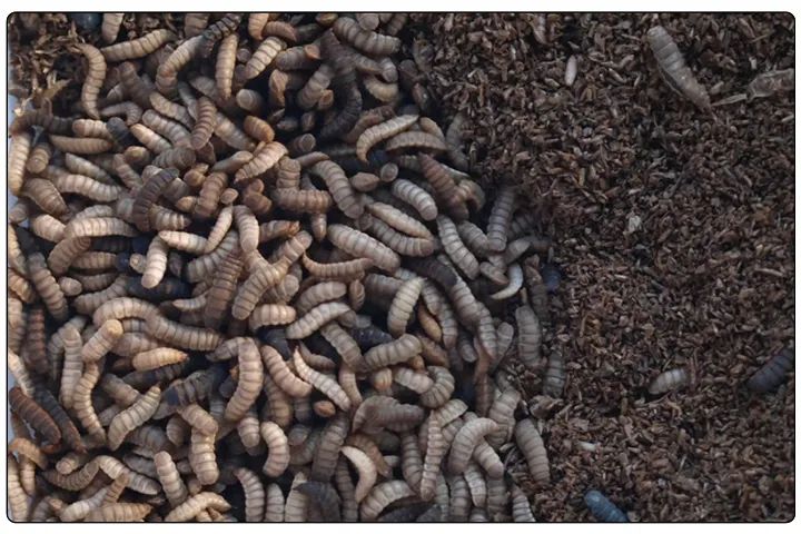 潔匠凈化·的凈工業(yè)除臭劑_黑水虻養(yǎng)殖實地設(shè)計除臭方案，工業(yè)除臭劑解決惡臭難題！