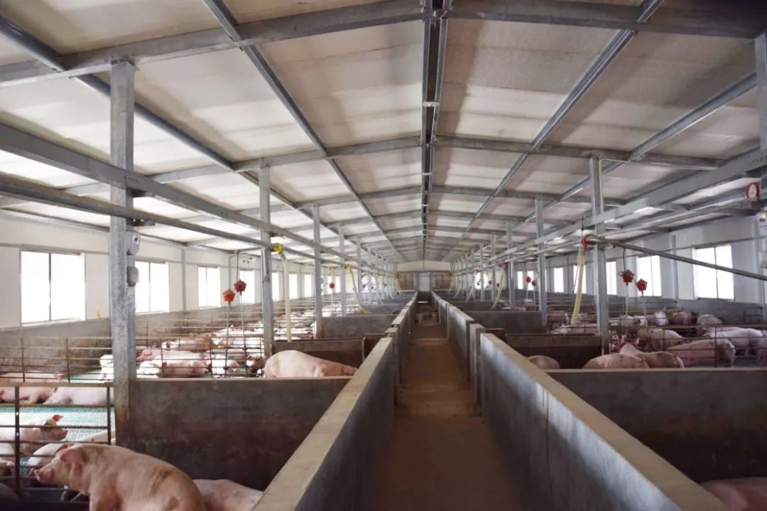 隨著氣溫逐漸升高，不少養(yǎng)豬戶反映，豬舍臭味越發(fā)濃烈。刺鼻的惡臭異味一方面會(huì)危害畜禽的健康，降低畜禽的抗病能力，容易導(dǎo)致呼吸道疾??；另外一方面還會(huì)影響飼養(yǎng)人員的身心健康，降低人體抵抗力。如何解決？小匠給大家分享6大方法。