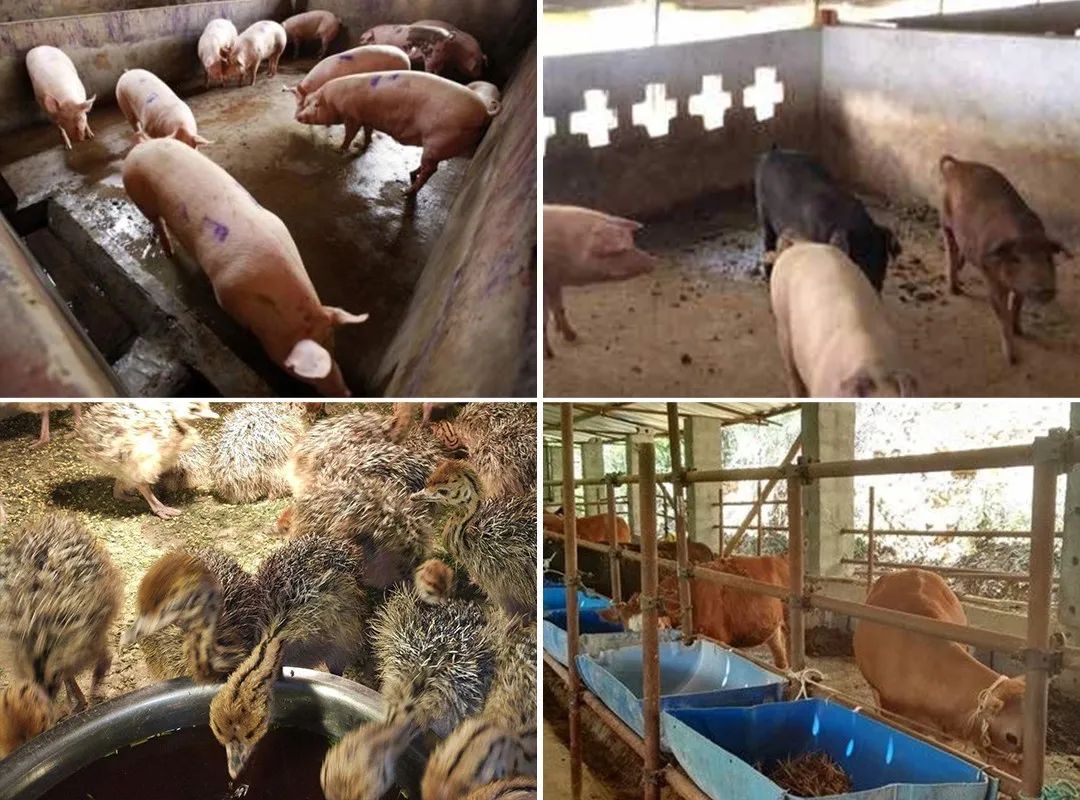 養(yǎng)殖場臭味難治理？潔匠凈化幫您輕松解決！